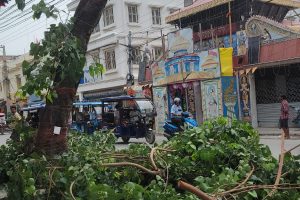 पिपलको रुख काटेपछि रुखमुनि बसेर विरोध गरे क्षेत्रीले