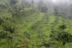 भोजपुर श्यामशिलाका अधिकांश किसान किवीखेतीमा