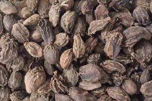 अलैँचीको मूल्य निरन्तर उकालो : प्रतिमन एक लाख पुग्यो