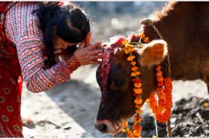 आज गोवर्धन पूजा,गाईगोरु पूजा,म्हपूजा, हलि तिहार साथै नेपाल सम्वत ११४६ प्रारम्भ