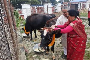 किन गरिन्छ गाईलाई पूजा? यस्तो छ, धार्मिक विश्वास