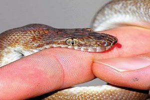 सर्पको टोकाइबाट झापामा बालकको मृत्यु