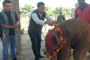 कोशी टप्पु वन्यजन्तु आरक्षमा नयाँ हात्तीको जन्म : ‘भूपेन्द्र गज’ नामकरण