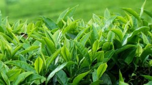 भोजपुरका किसान व्यवसायिक चिया खेतीमा आकर्षित   