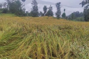 पाकेर थन्क्याउन लागिएको धानबालीमा वर्षाले क्षति गरेपछि कृषक चिन्तित