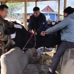 पाँचथरमा ६६ हजार पशु चौपायालाई खोरेतविरुद्ध खोप लगाइने