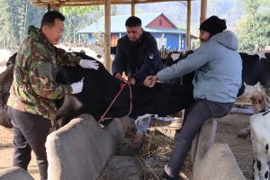 पाँचथरमा ६६ हजार पशु चौपायालाई खोरेतविरुद्ध खोप लगाइने