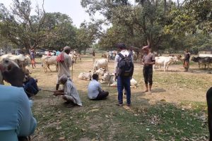 क्वारेन्टाइन कार्यालय बिराटनगरको त्रैमासिक प्रतिवेदन ः अवैध पशुजन्य वस्तु नियन्त्रणमा कडाइ