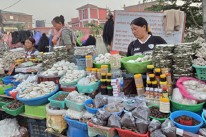 चिसो पहाडबाट झरेर तराईमा जडीबुटी व्यवसाय