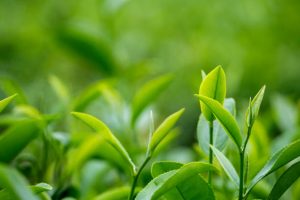 एक अर्ब ३७ करोड ३० लाख ७७ हजार बराबरको चियाको निर्यात