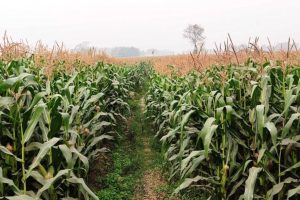 अर्जुनधाराका किसानलाई मकै रोप्ने मेसिन वितरण