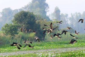 गुल्मीमा ३५५ प्रजातिका चरा