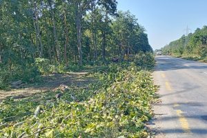 पूर्वपश्चिम राजमार्ग विस्तार : तीन जिल्लामा ११ हजार बढी रुख काटिँदै, काम तीव्र गतिमा