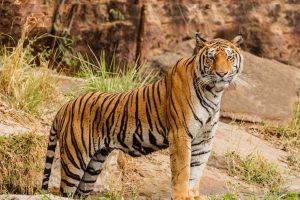 आजदेखि बाघ गणना हुँदै