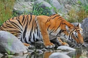 बर्दिया राष्ट्रिय निकुञ्जमा ५औँ पटकको बाघ गणना शुरू