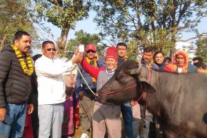 पशु स्वास्थ्य शिविरमा १४ सय बढी पशुपंक्षीको उपचार
