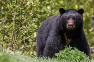 केही दिनयता भालु आक्रमणबाट पशुचौपाया मरे
