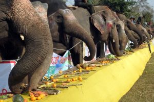 चितवनमा हात्तीलाई वनभाेज खुवाइयाे