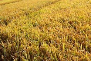 बागलुङमा धान उत्पादन बढ्यो