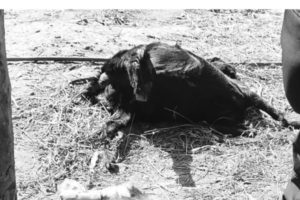 मानसिक सन्तुलन गुमेपछि पाँच पशुको हत्या