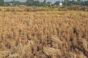 झापामा तीन लाख ५४ हजार मेट्रिकटन धान उत्पादन, किसानले पाएनन् समर्थन मूल्य