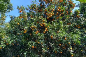 सुन्तला खेतीले फेरिँदै भोजपुरका किसानको जीवनस्तर