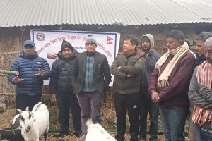 महानगरद्वारा खसी–बाख्रा र सुँगुर–बँगुरलाई निःशुल्क खोप