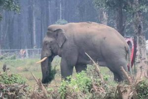मोरङको सुन्दरहरैँचामा हात्तीको आक्रमणबाट मानबहादुर घाइते