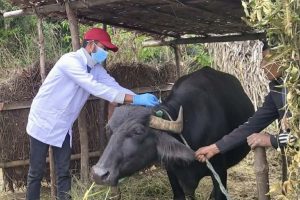 पशुचौपायालाई खोरेत विरुद्धको खोप