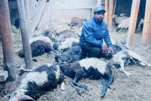   मुस्ताङमा हिउँ चितुवाको आक्रमणबाट १९ भेडा मरे       