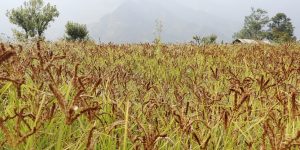 ताप्लेजुङमा कोदो खेती र उत्पादन वृद्धि