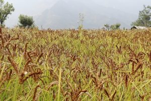 ताप्लेजुङमा कोदो खेती र उत्पादन वृद्धि