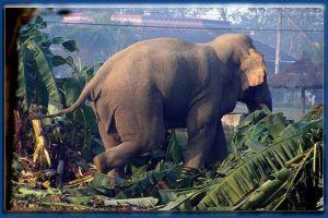 जङ्गली हात्तीको आक्रमणबाट दुई जना घाइते