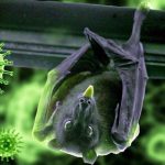 निपाह भाइरसबाट आतङ्कित नहुन स्वास्थ्य मन्त्रालयको आग्रह