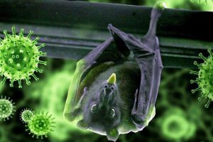 निपाह भाइरसबाट आतङ्कित नहुन स्वास्थ्य मन्त्रालयको आग्रह