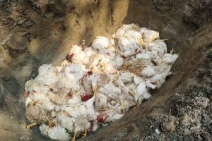 रानी नाकामा अवैध कुखुरा बरामद : तीन लाखको बोइलर नष्ट, गाडी भन्सारमा