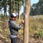 तनहुँ जलविद्युत् आयोजनाः प्रसारण लाइन निर्माणका लागि रुख छपान सुरु