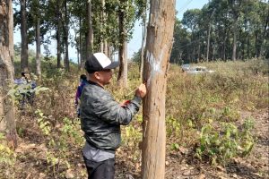 तनहुँ जलविद्युत् आयोजनाः प्रसारण लाइन निर्माणका लागि रुख छपान सुरु