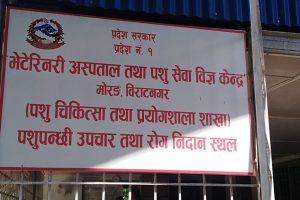 मोरङमा २ लाखभन्दा बढी पशुमा खोरेत खोप