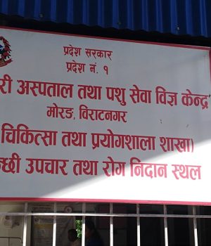 मोरङमा २ लाखभन्दा बढी पशुमा खोरेत खोप