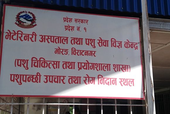 मोरङमा २ लाखभन्दा बढी पशुमा खोरेत खोप