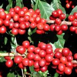 व्यावसायिक कफीखेतीमा भोजपुरका किसान