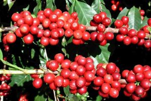 व्यावसायिक कफीखेतीमा भोजपुरका किसान