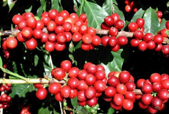 व्यावसायिक कफीखेतीमा भोजपुरका किसान