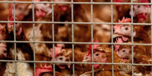 मोरङको सुन्दरहरैंचामा बर्डफ्लु पुष्टि, सतर्कता अपनाउन नगरपालिकाको आग्रह