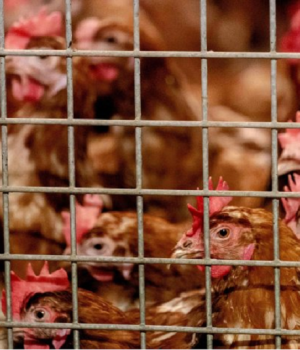 मोरङको सुन्दरहरैंचामा बर्डफ्लु पुष्टि, सतर्कता अपनाउन नगरपालिकाको आग्रह