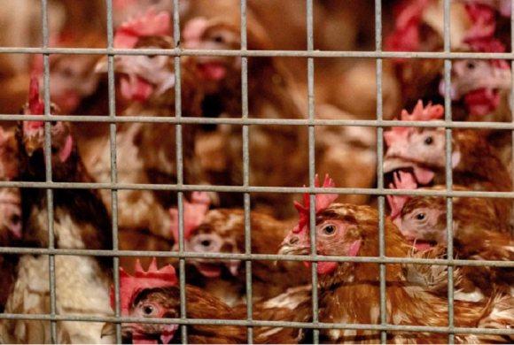 मोरङको सुन्दरहरैंचामा बर्डफ्लु पुष्टि, सतर्कता अपनाउन नगरपालिकाको आग्रह