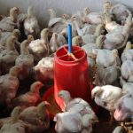 केरालामा बर्ड फ्लूको प्रकोपः हजारौँ चरा नष्ट गर्ने निर्णय