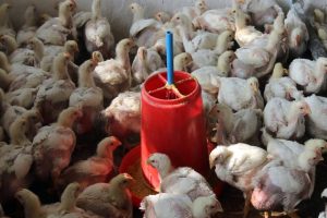 केरालामा बर्ड फ्लूको प्रकोपः हजारौँ चरा नष्ट गर्ने निर्णय