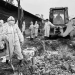 कोशी प्रदेशमा बर्डफ्लु संकट: हजारौँ कुखुरा नष्ट, करोडौँ क्षति